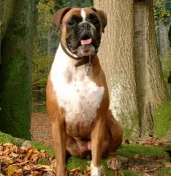 拳狮犬的寿命 一般不超过10岁 | 拳狮犬