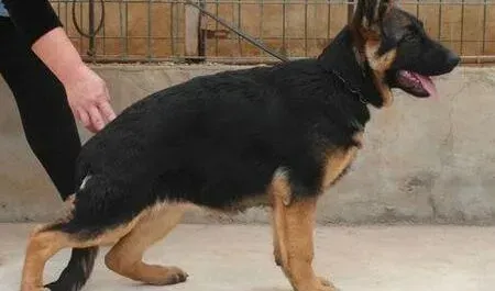 德国牧羊犬|为什么德国牧羊犬日渐消瘦