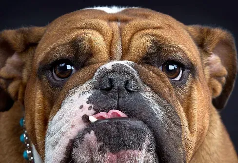英国斗牛犬打架不 对人类友善的一种狗 | 英国斗牛犬