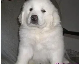 大白熊犬|为什么大白熊犬的便便这么臭