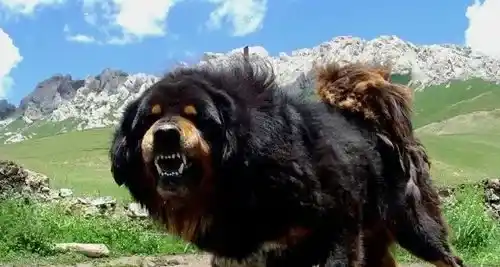 如何训练小藏獒 注意藏獒的危险期