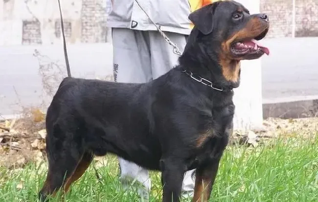 罗威纳犬寿命有多长 平均寿命应该在9到11年 | 罗威纳犬