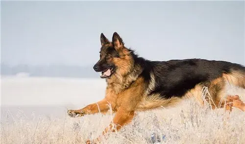 德国牧羊犬拉血 最好的解决方法就是先禁食一天 | 德国牧羊犬