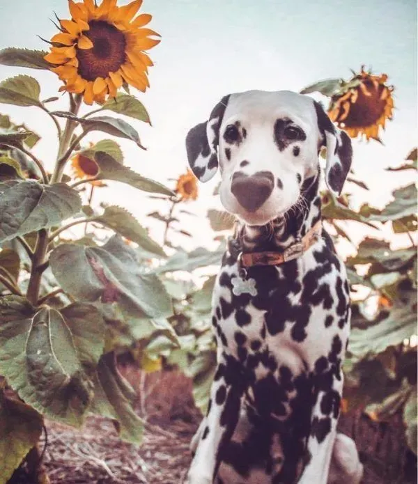 麦町犬的爱心鼻成独特标记 网友高呼太可爱了 | 狗