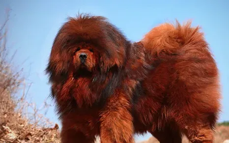 藏獒狗训练 藏獒可以通过模仿来接受训练 | 藏獒