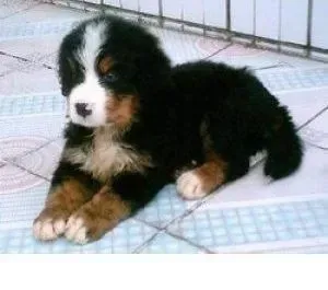 伯恩山犬|冬季带伯恩山犬出门的三点注意事项