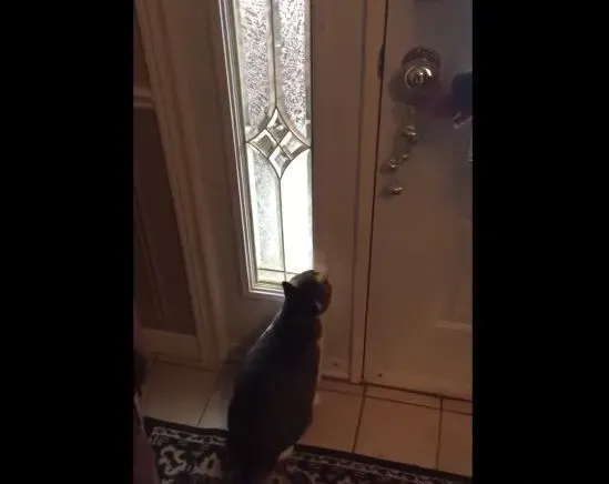 猫咪想要出去玩 踏上雪地吓得不到三秒回家 | 猫