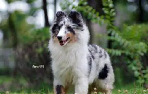 狂犬疫苗的注射部位 狂犬病疫苗禁止臀部肌肉注射 | 狂犬疫苗