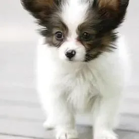 蝴蝶犬|游泳后的蝴蝶犬应该如何照顾