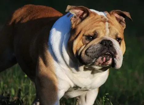 英国斗牛犬打架不 对人类友善的一种狗 | 英国斗牛犬