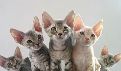 柯尼斯卷毛猫好养吗 它的食欲很旺盛 | 柯尼斯卷毛猫