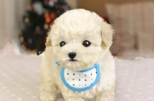 泰迪犬|训练泰迪犬的时候声音的大小很重要