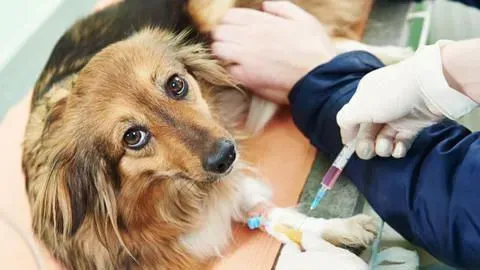 狗多大打疫苗 疫苗和驱虫一起进行吗 | 疫苗