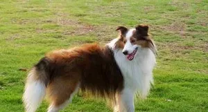 喜乐蒂牧羊犬训练 喜乐蒂牧羊犬饲养注意事项 | 喜乐蒂牧羊犬