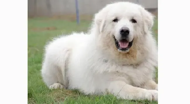 大白熊犬|带领大白熊散步 １５项准则要遵守！