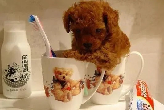 茶杯犬|刚买的茶杯犬不吃东西，只好睡觉是怎么回事