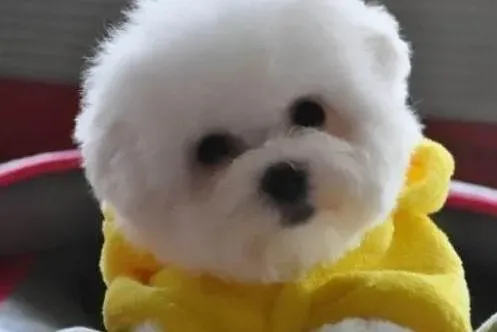 比熊犬|比熊犬最近总咳嗽，这是患上窝咳了吗