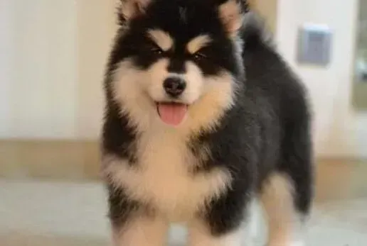 阿拉斯加犬|阿拉斯加犬不长个多吃就拉稀 请问如何是好