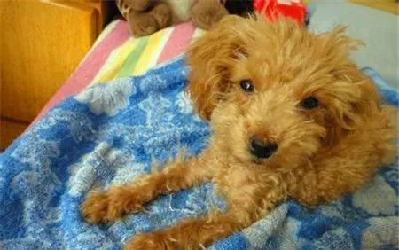 贵宾犬是泰迪犬吗 泰迪犬就是贵宾犬的一种 | 贵宾犬
