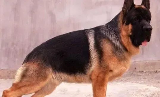 德国牧羊犬|德国牧羊犬总是拉稀怎么办