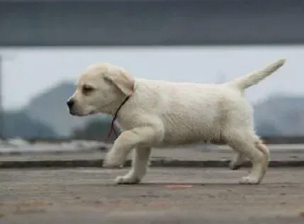 拉布拉多|拉布拉多犬精神状态不好应注意些什么