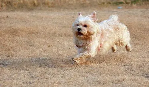 丝毛梗世界犬种排第几 耐热程度可以排第一 | 丝毛梗