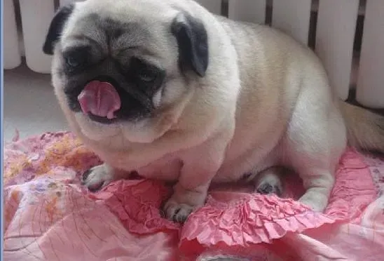 巴哥犬|想要巴哥犬拥有一口好牙齿吗 快来学习一下吧