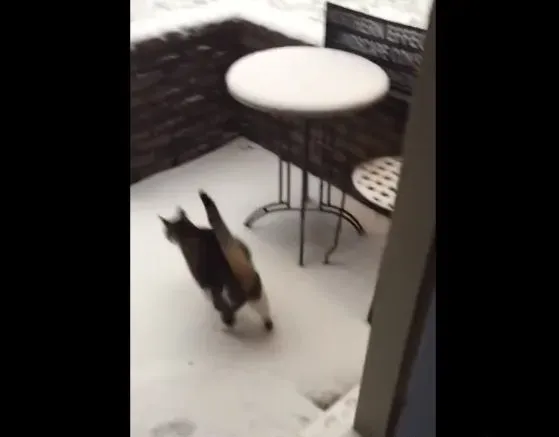猫咪想要出去玩 踏上雪地吓得不到三秒回家 | 猫