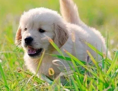 金毛|金毛犬眼睛里有团白色的东西是患上白内障吗?如何医治