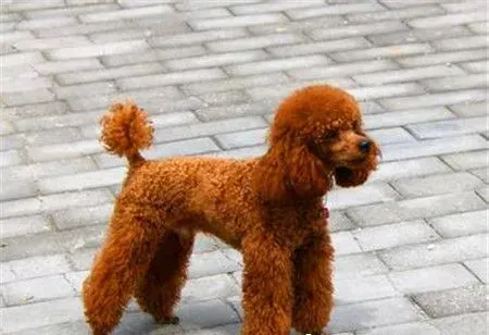 贵宾犬是泰迪犬吗 泰迪犬就是贵宾犬的一种 | 贵宾犬