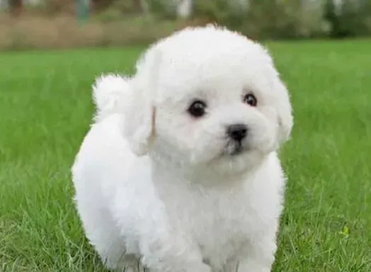 泰迪犬|泰迪犬最近拉虫子了，不知道是什么情况