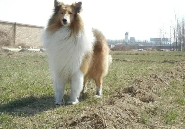 苏格兰牧羊犬|苏格兰牧羊犬究竟需要多少运动量