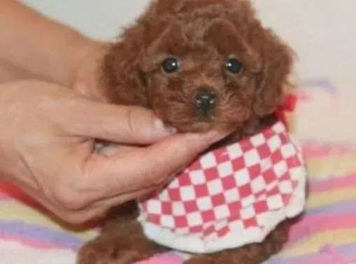 贵宾犬|了解最佳配种时机 加强贵宾犬种犬的饲养管理