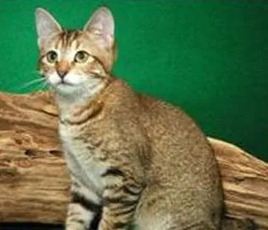 美国硬毛猫好养吗 不能随意喂食 | 美国硬毛猫