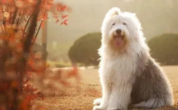 古代牧羊犬|饲养古代牧羊犬的十对十错分析