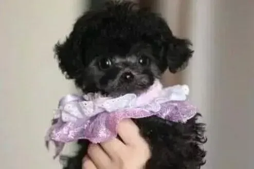 贵宾犬|宠物狗饲养精华汇总 饲养贵宾犬的正确方法