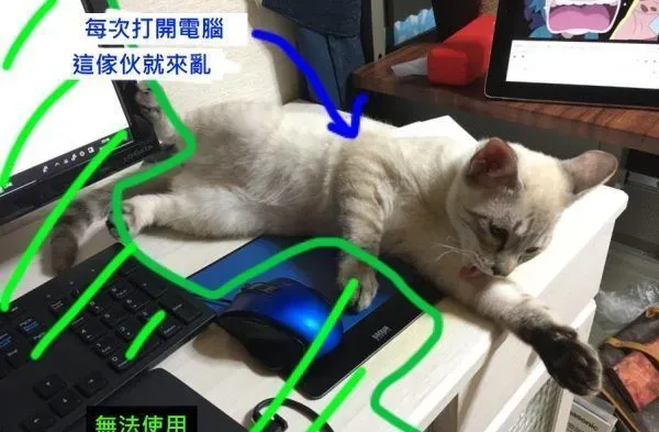 猫奴被主子扰乱工作出大招 成功让猫咪气得牙痒痒 | 猫