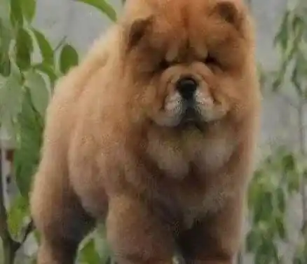 松狮犬|松狮犬前腿上长了两个小洞是怎么回事