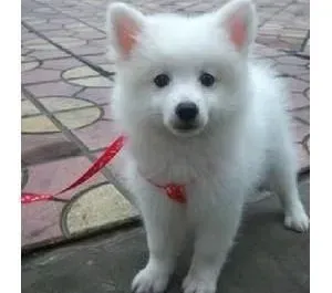 银狐犬|介绍银狐犬发情期及怀孕期间护理常识