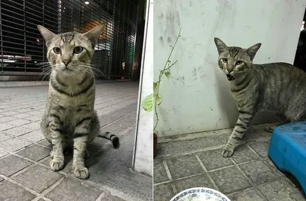 浪浪臭脸坐门口堵人讨罐 小V脸逐渐变成馒头脸 | 猫