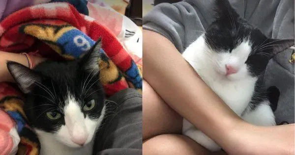 帮忙奴才燃烧体脂肪! 5公斤宾士猫重压肚子上 | 猫