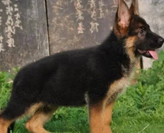 德国牧羊犬|德国牧羊犬突然抽搐，后腿站不起来了为什么