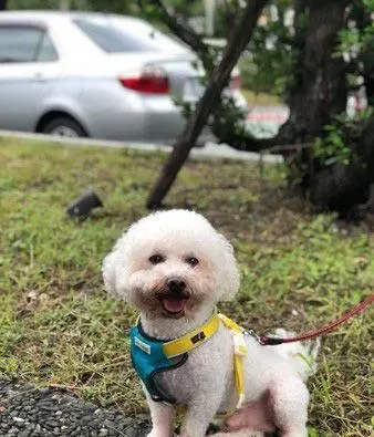 未牵绳柴犬咬伤比熊 柴饲主无歉意呛说畜牲都这样 | 狗