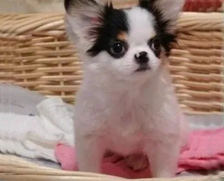 蝴蝶犬|两个月的蝴蝶犬有点掉毛正常吗