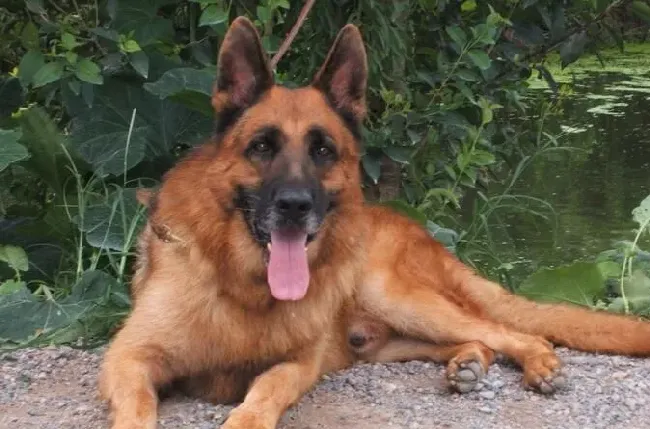 比利时牧羊犬吃饭行吗 比利时牧羊犬吃饭可以 | 比利时牧羊犬