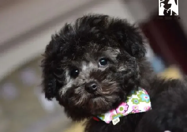 茶杯犬|刚买的茶杯犬不吃东西，只好睡觉是怎么回事
