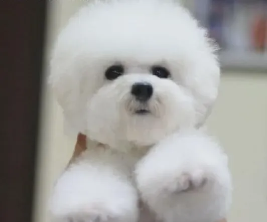 比熊犬|比熊犬吃7分饱才是最健康的