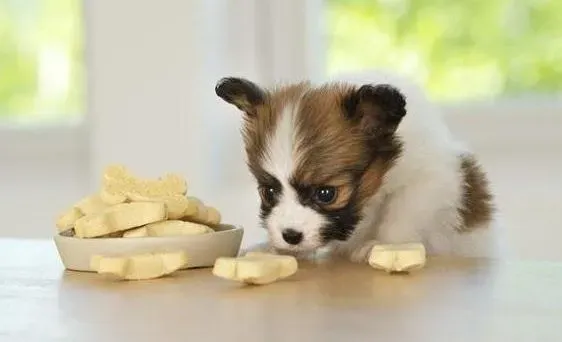 蝴蝶犬|防止蝴蝶犬爬上饭桌的方法