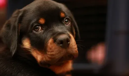 罗威纳犬寿命有多长 平均寿命应该在9到11年 | 罗威纳犬