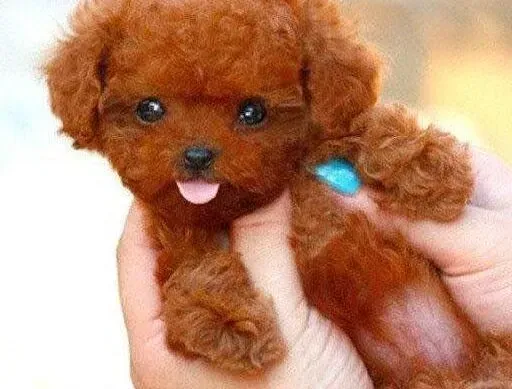 泰迪犬|泰迪犬在成长过程中不可以吃哪些东西